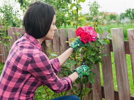 Professionally trimmed hedges in a beautiful garden