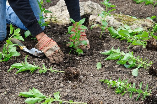 Professional garden clearance team at work in Elephant and Castle